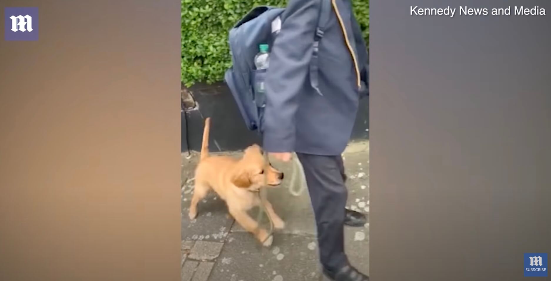 ゴールデンレトリーバー,動画