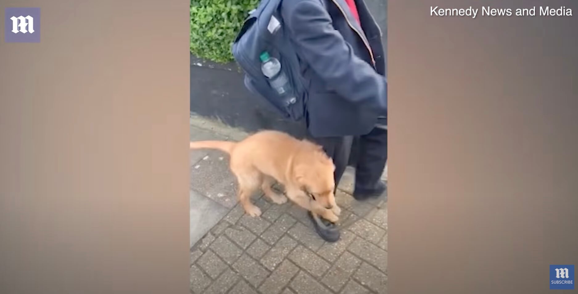 ゴールデンレトリーバー,動画