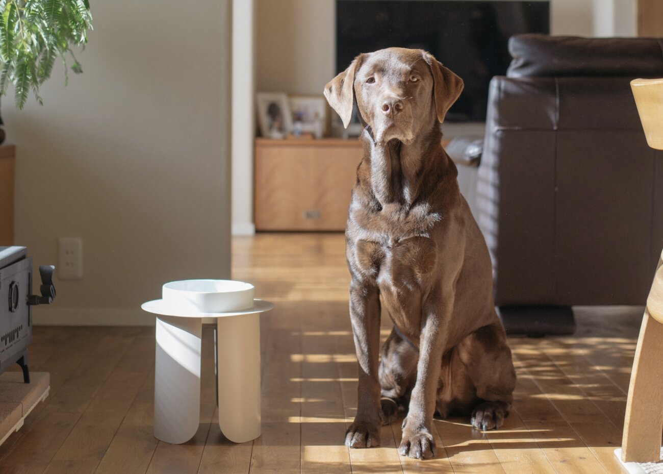 レトリーバー,フードボウル,フードテーブル,IKIGAIテーブル リネン
