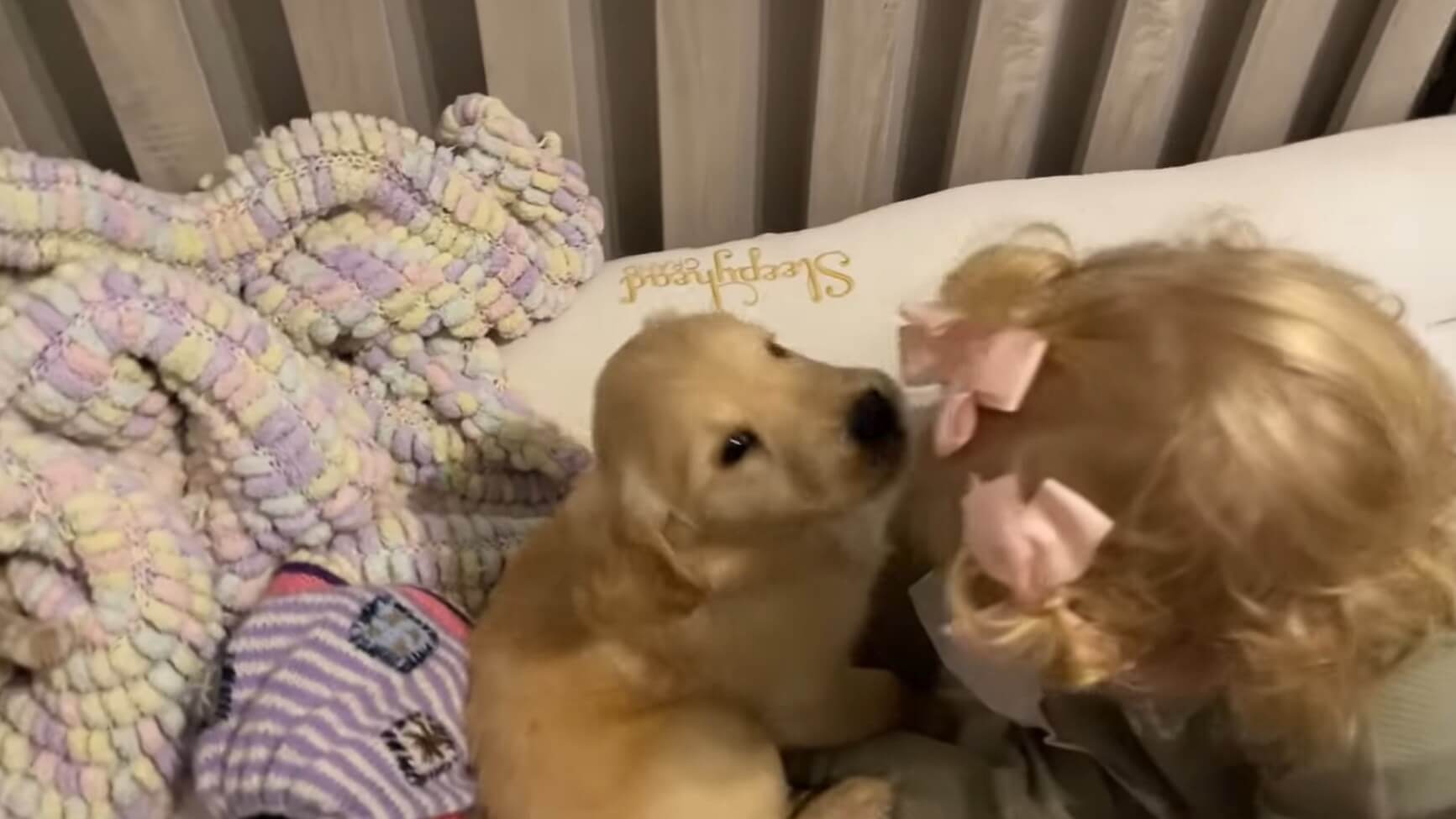 ゴールデンレトリーバー,動画