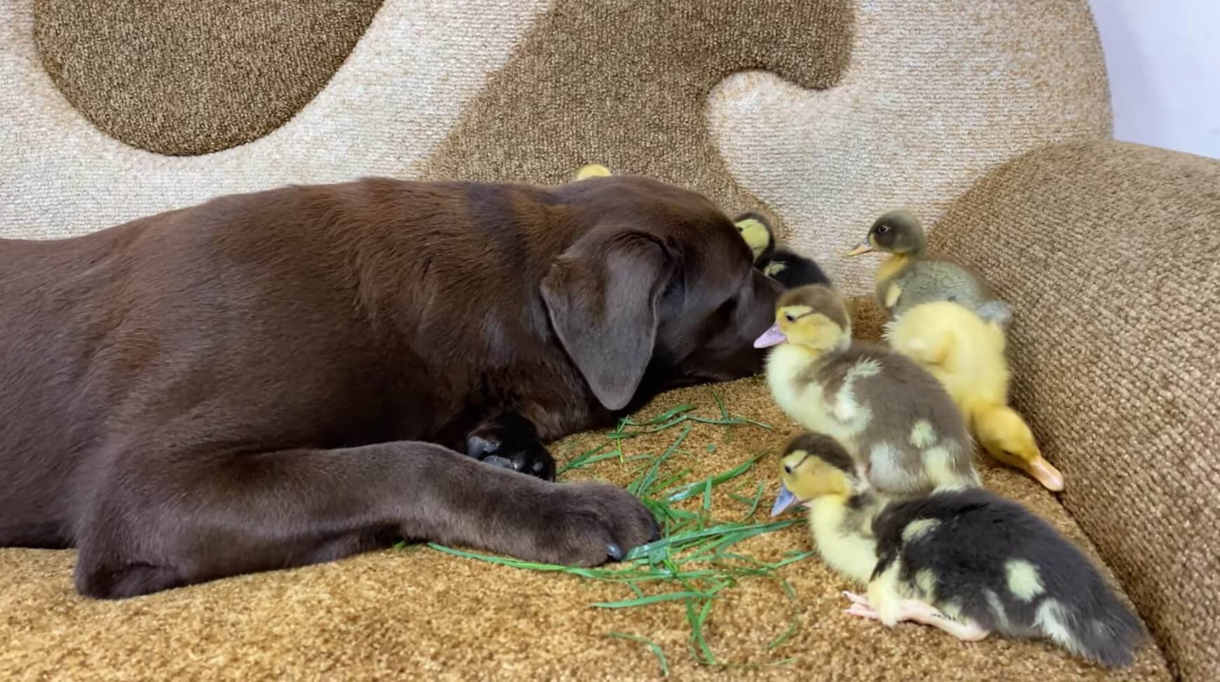 ラブラドールレトリーバー,動画