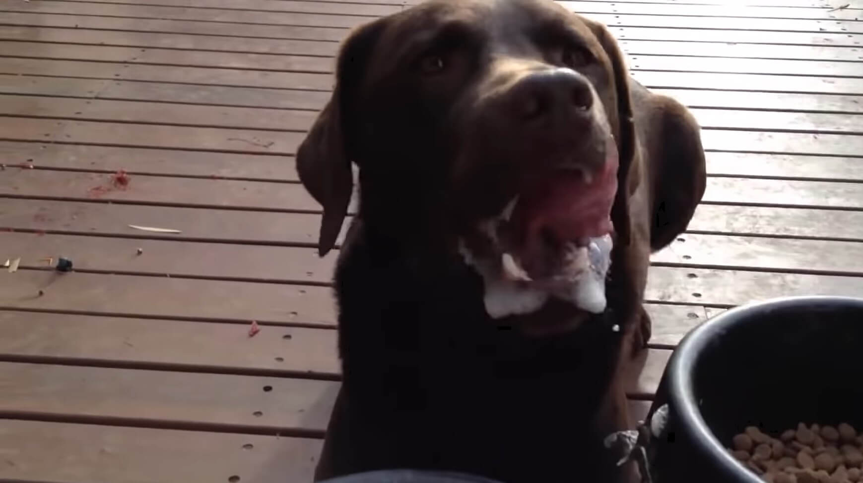 ラブラドールレトリーバー,動画