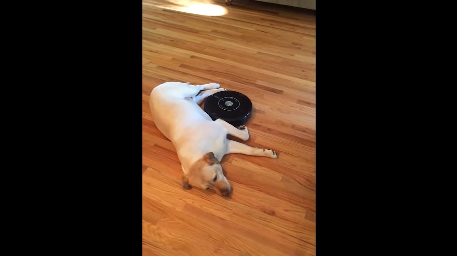 ラブラドールレトリーバー,動画