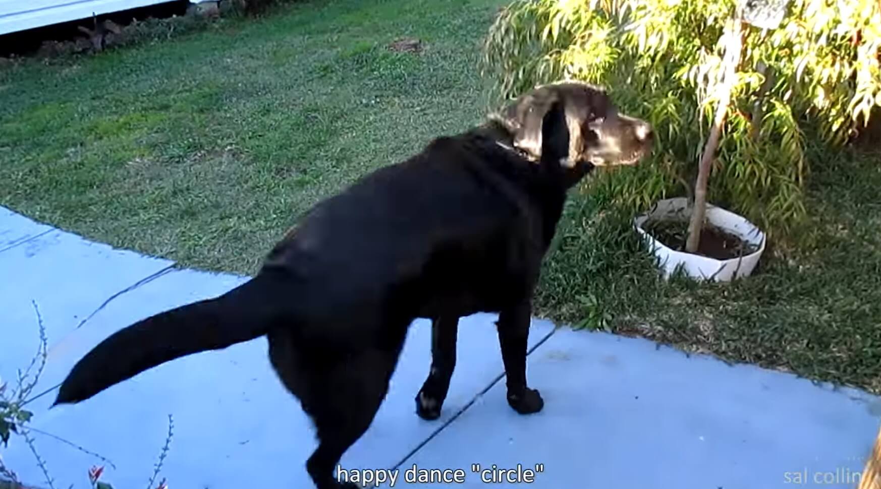 ラブラドールレトリーバー,動画