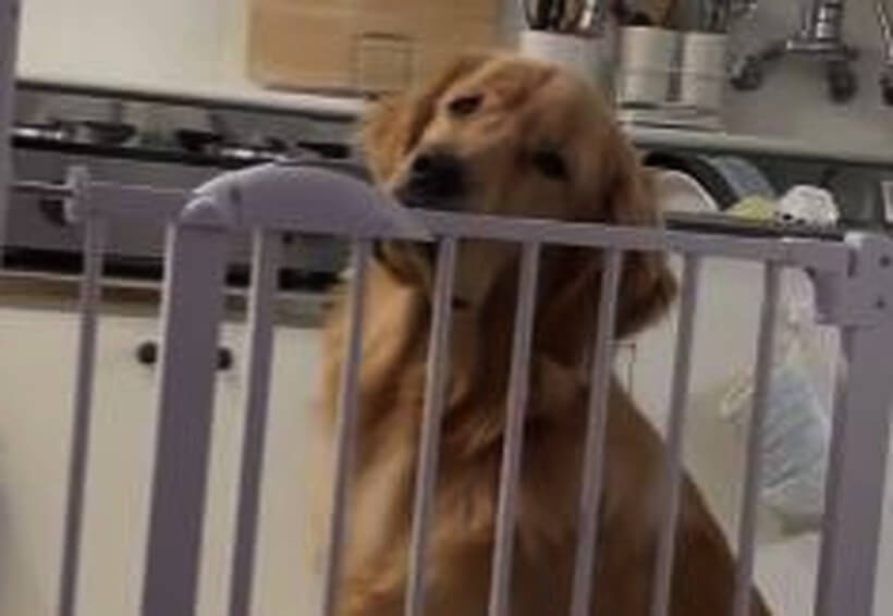 ゴールデンレトリーバー,動画