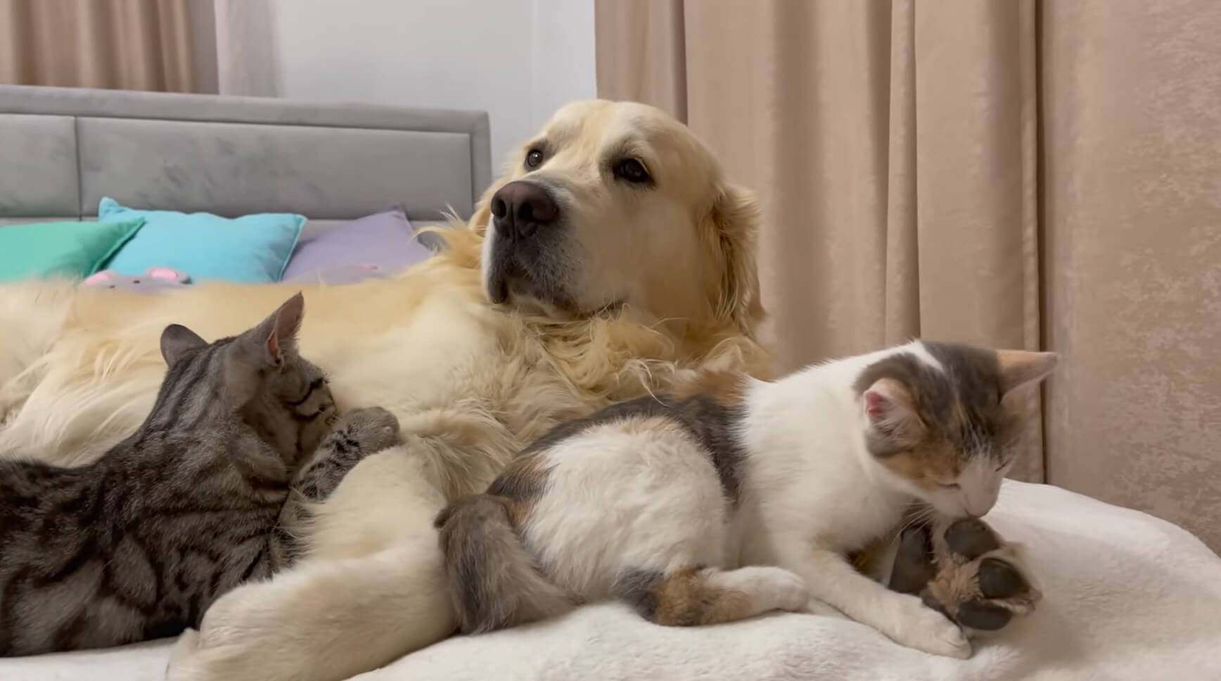 ゴールデンレトリーバー,動画