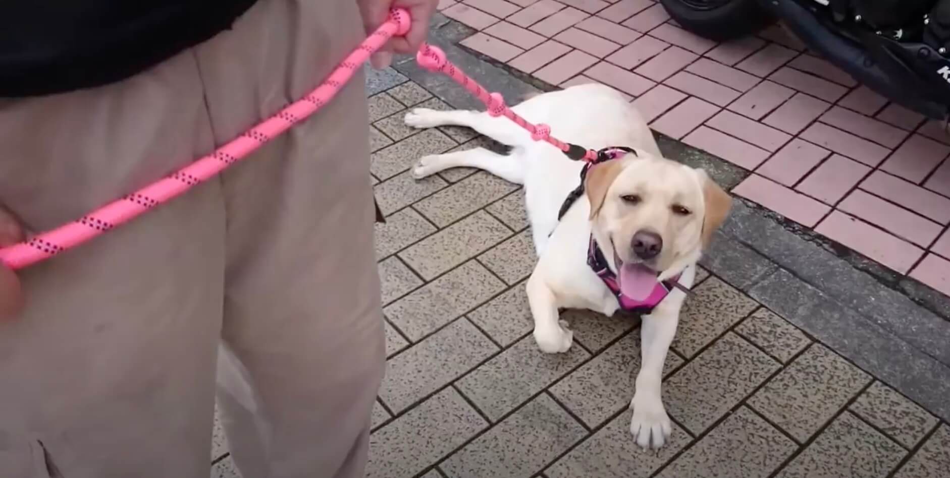 ラブラドールレトリーバー,動画