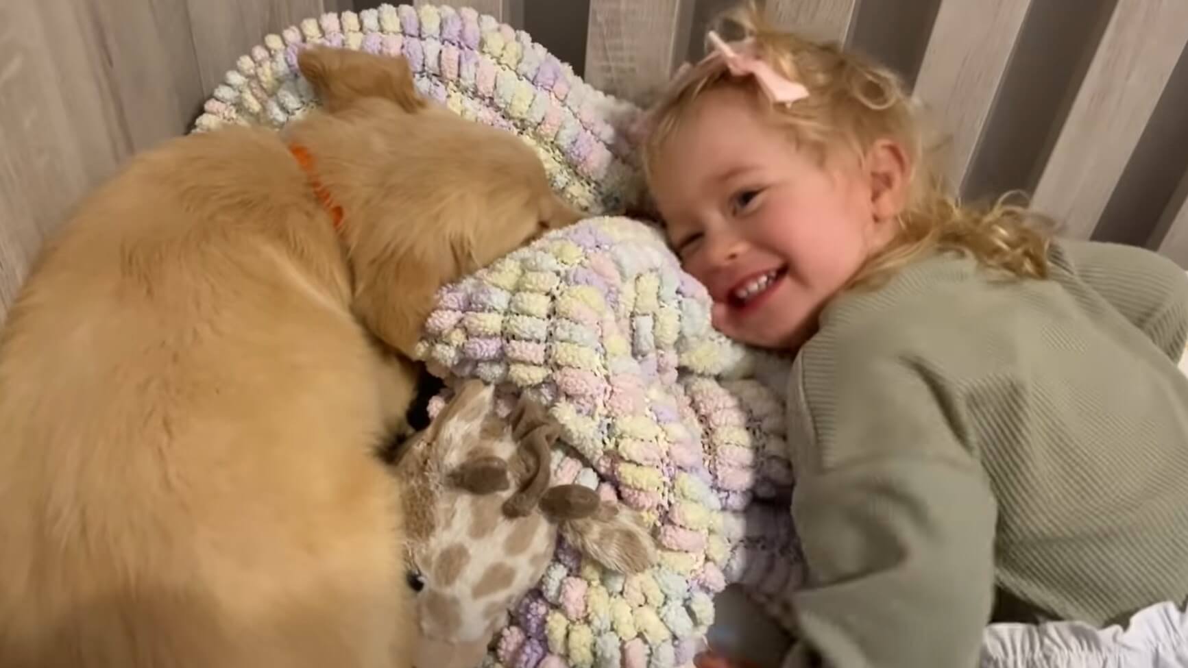 ゴールデンレトリーバー,動画