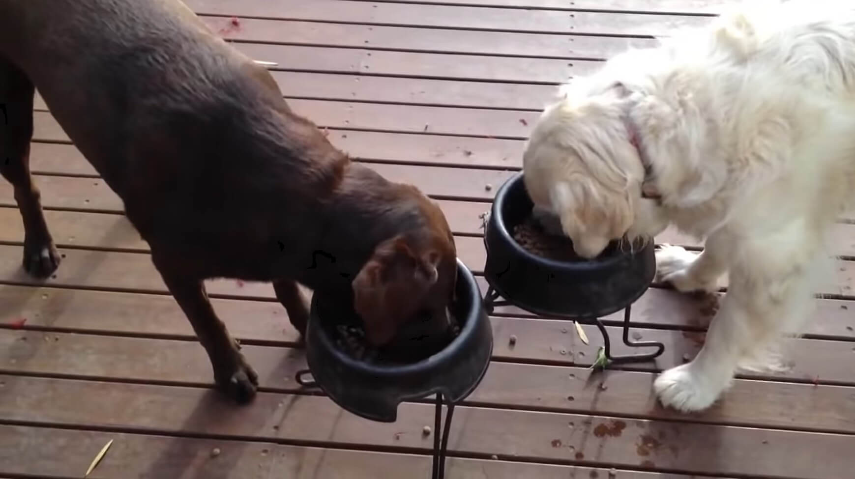 ラブラドールレトリーバー,動画