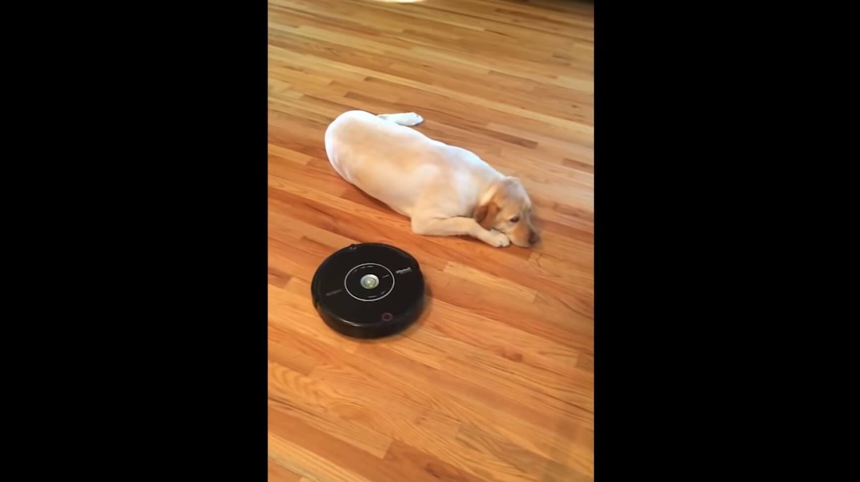 ラブラドールレトリーバー,動画