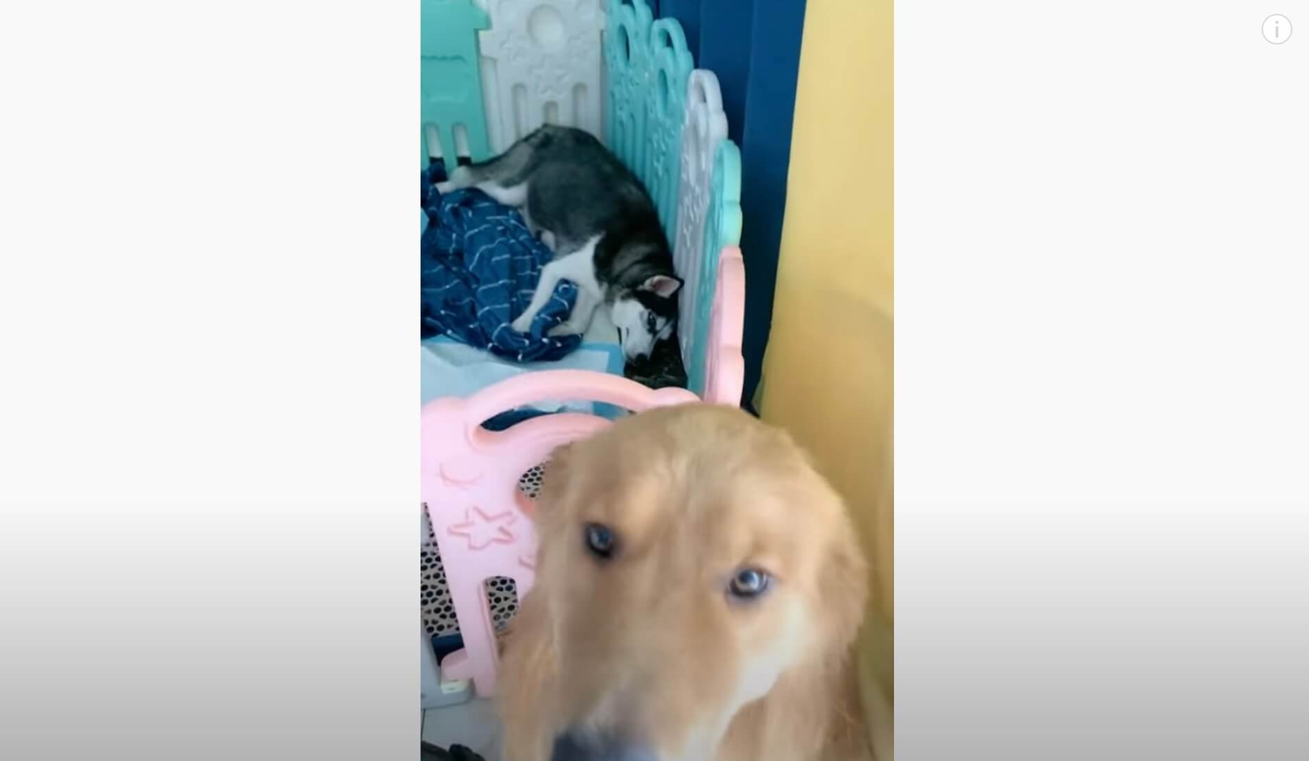 ゴールデンレトリーバー,動画