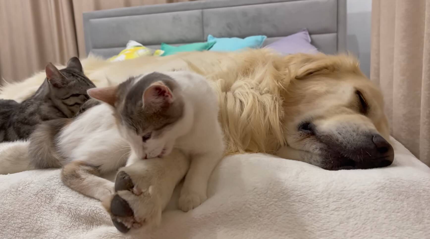 ゴールデンレトリーバー,動画