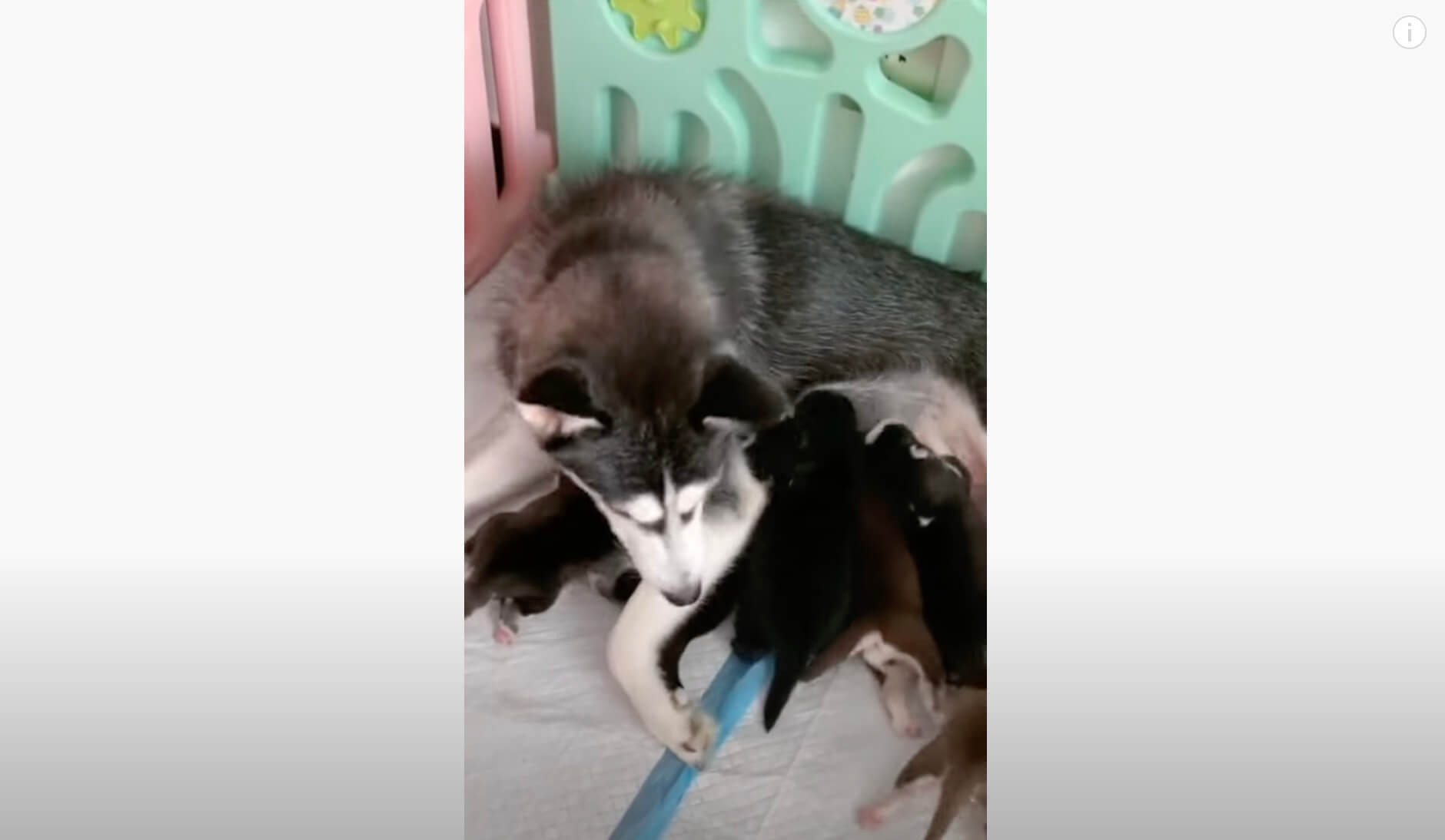 ゴールデンレトリーバー,動画