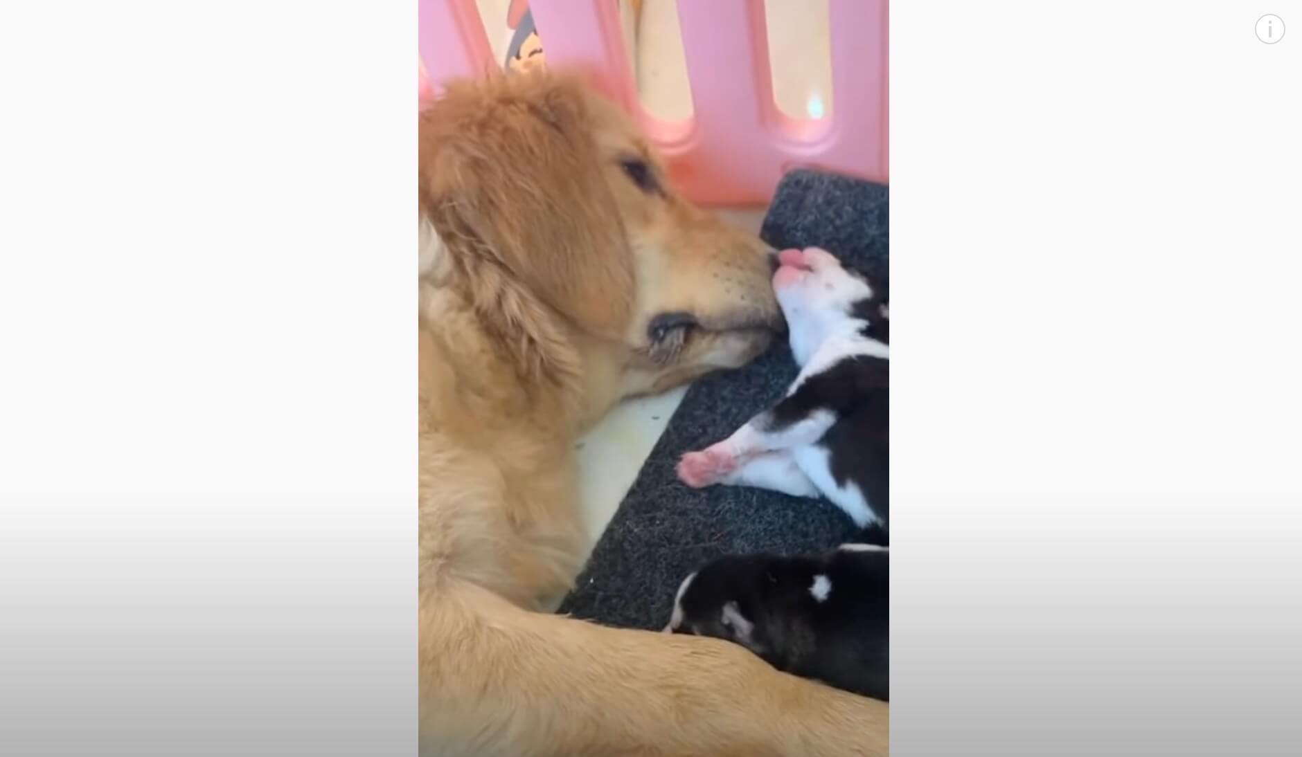 ゴールデンレトリーバー,動画