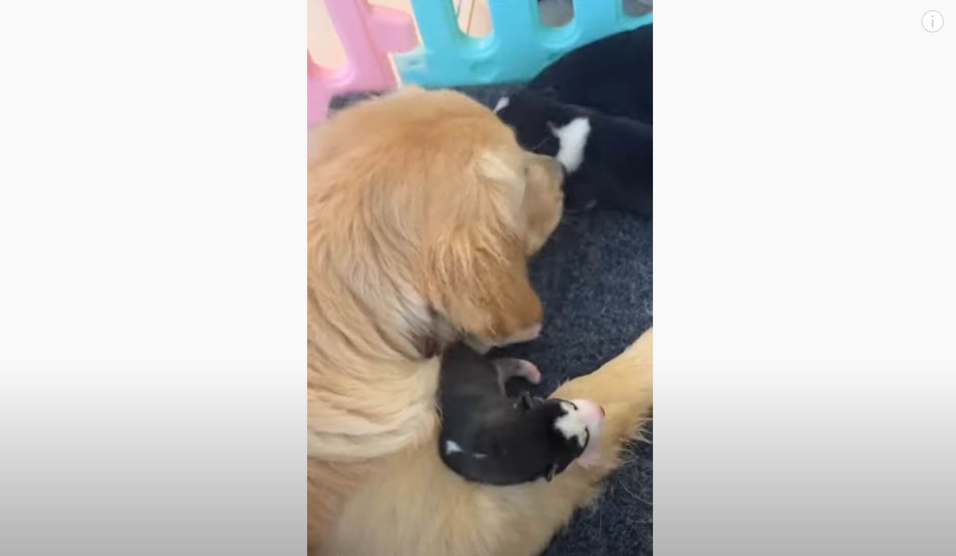 ゴールデンレトリーバー,動画