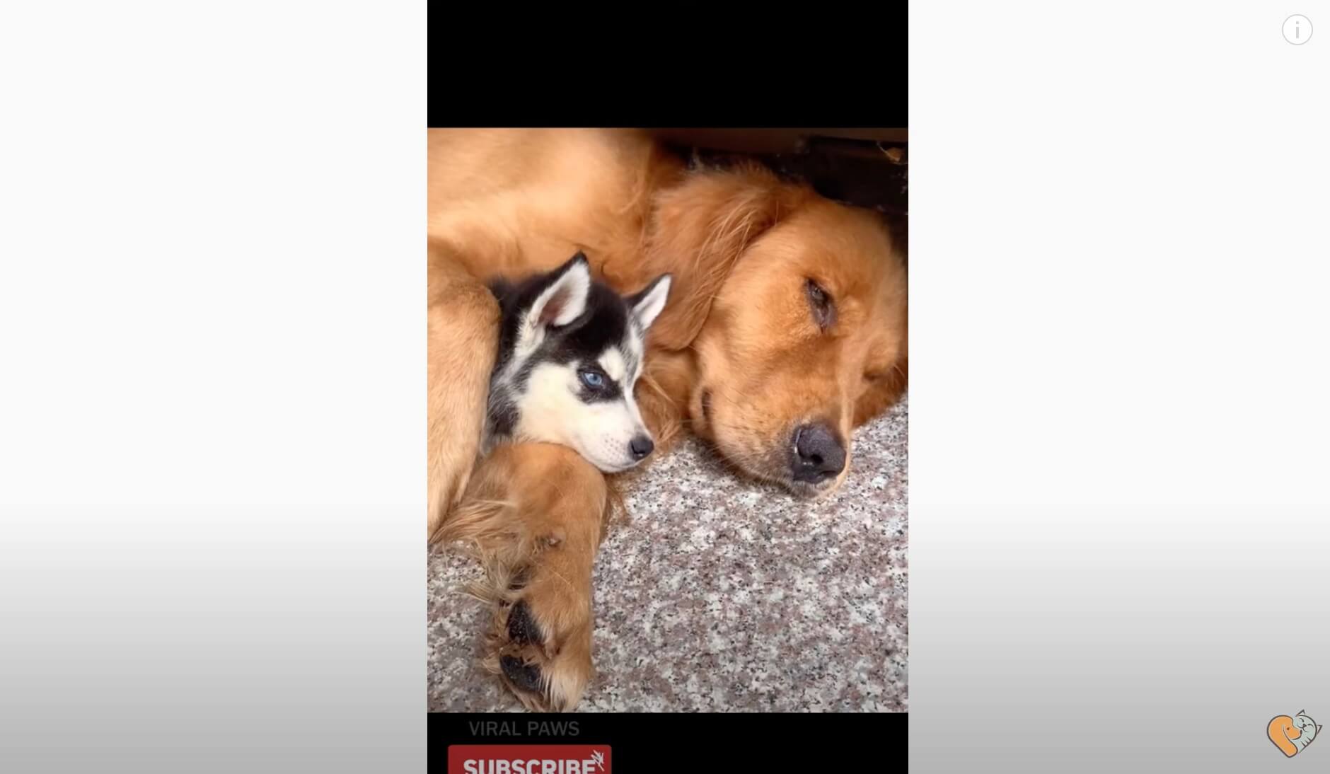 ゴールデンレトリーバー,動画