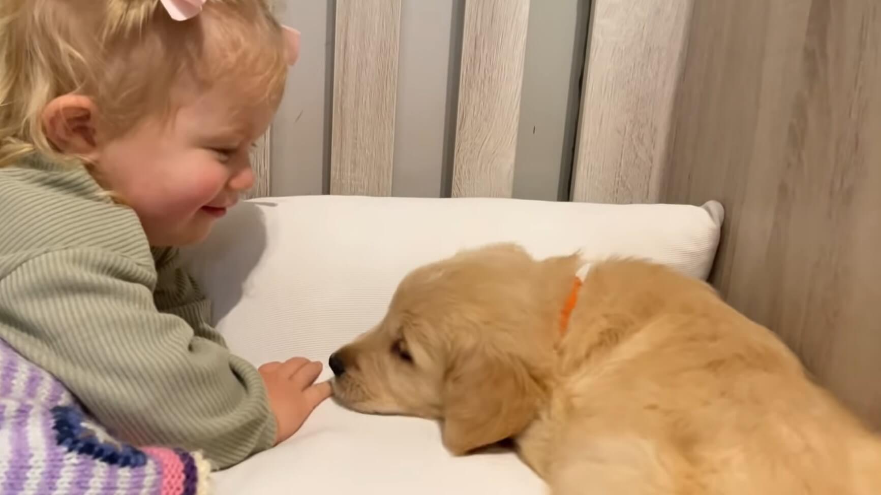 ゴールデンレトリーバー,動画