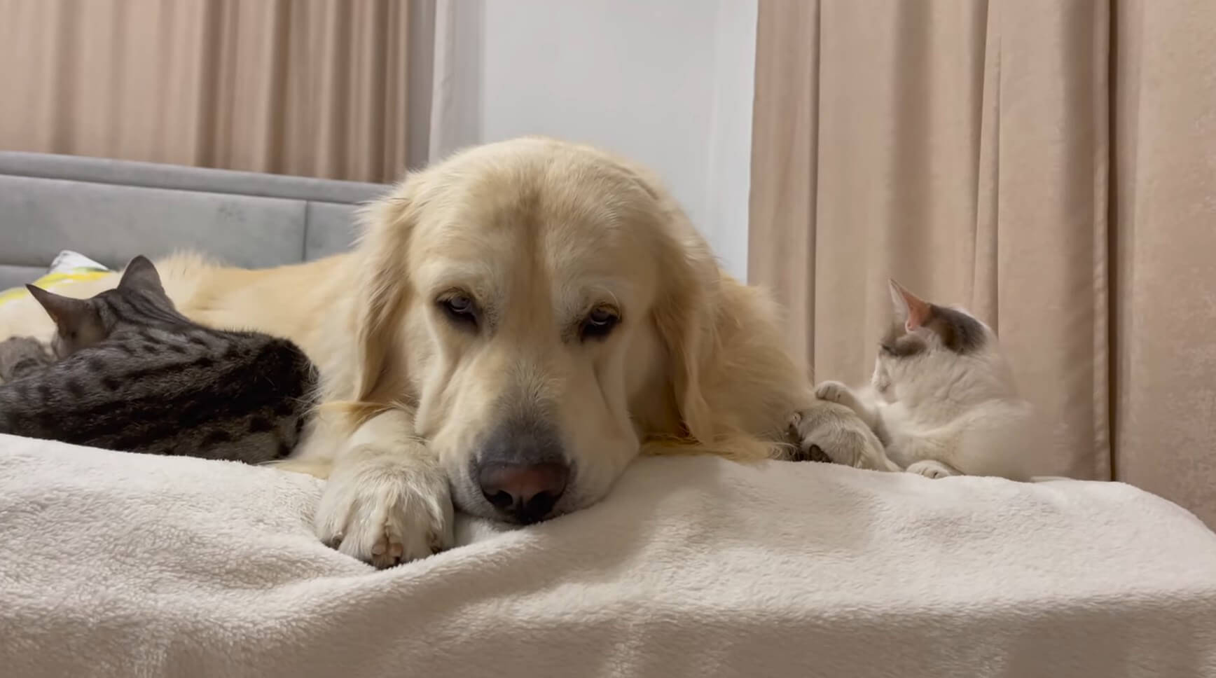 ゴールデンレトリーバー,動画