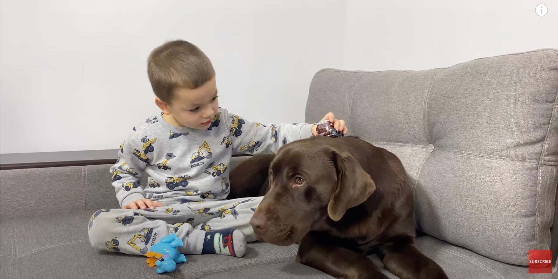 ラブラドールレトリーバー,動画