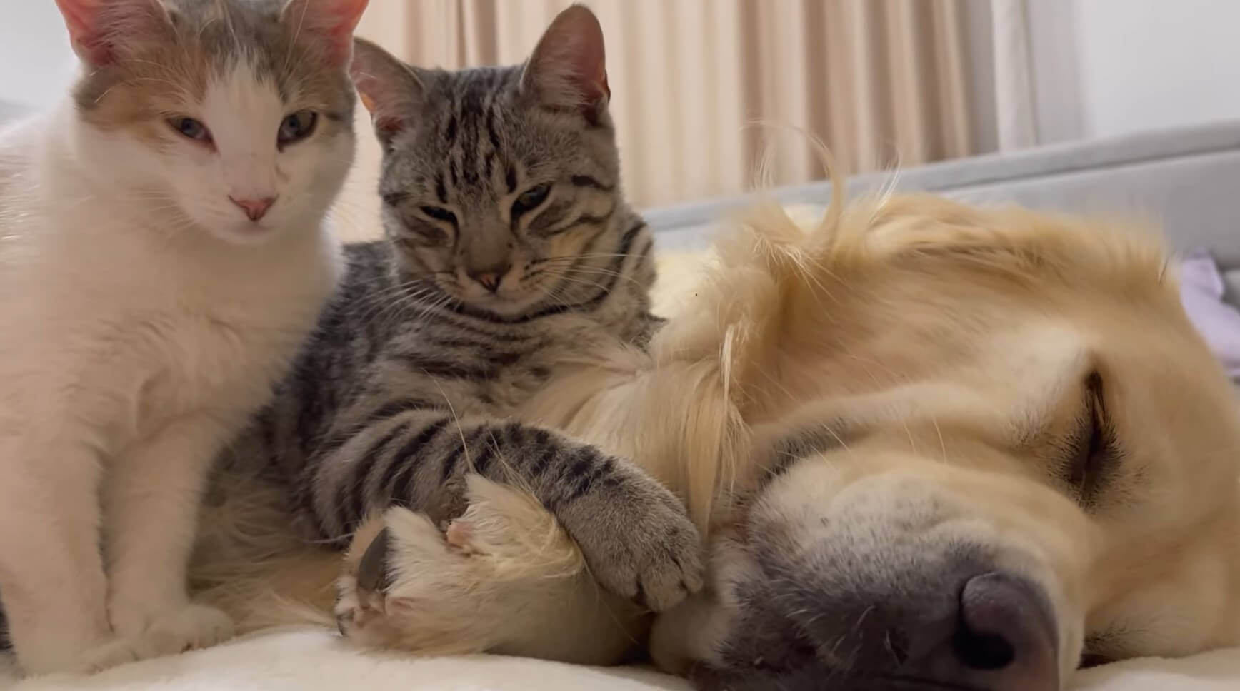 ゴールデンレトリーバー,動画