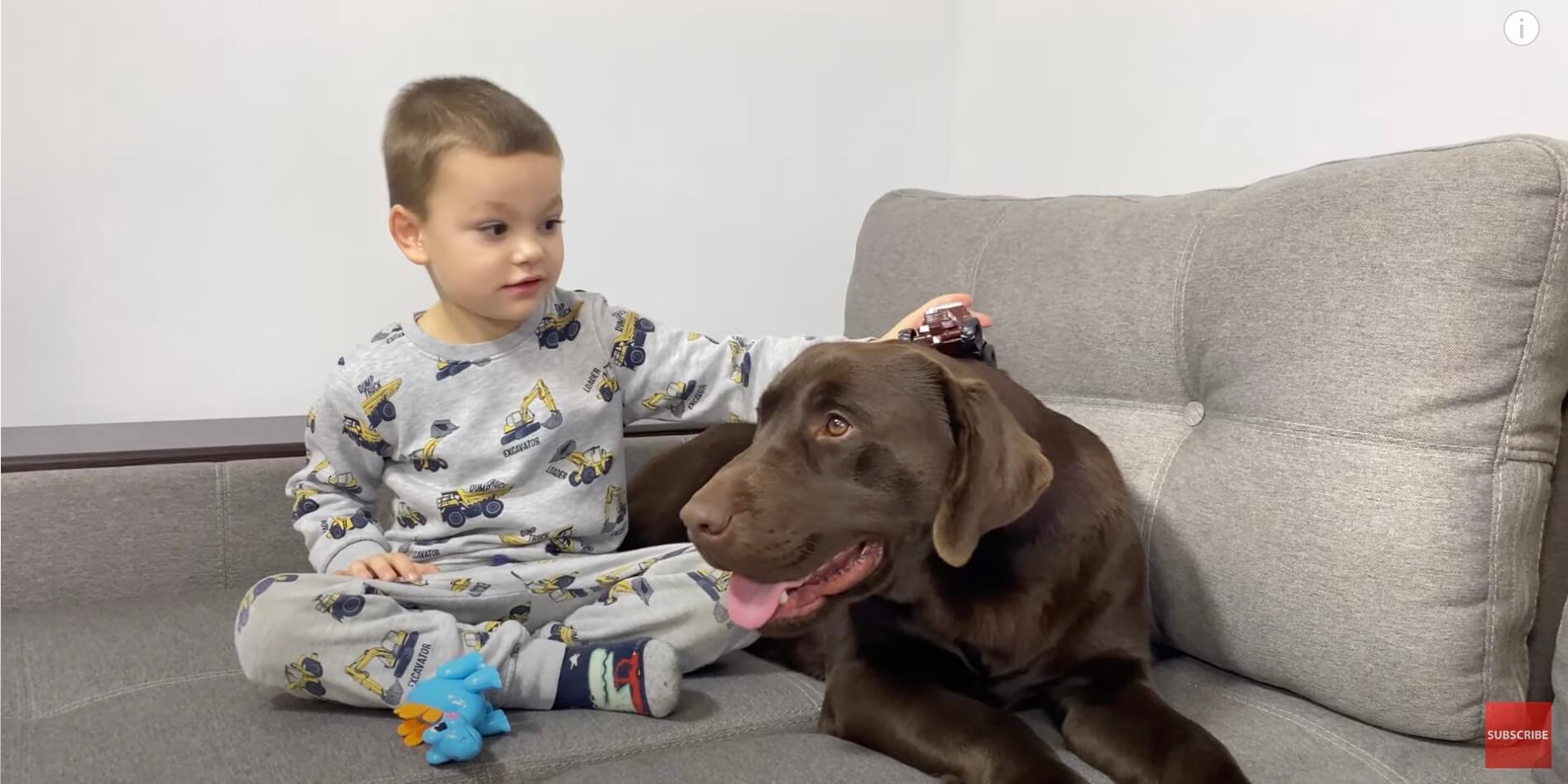 ラブラドールレトリーバー,動画