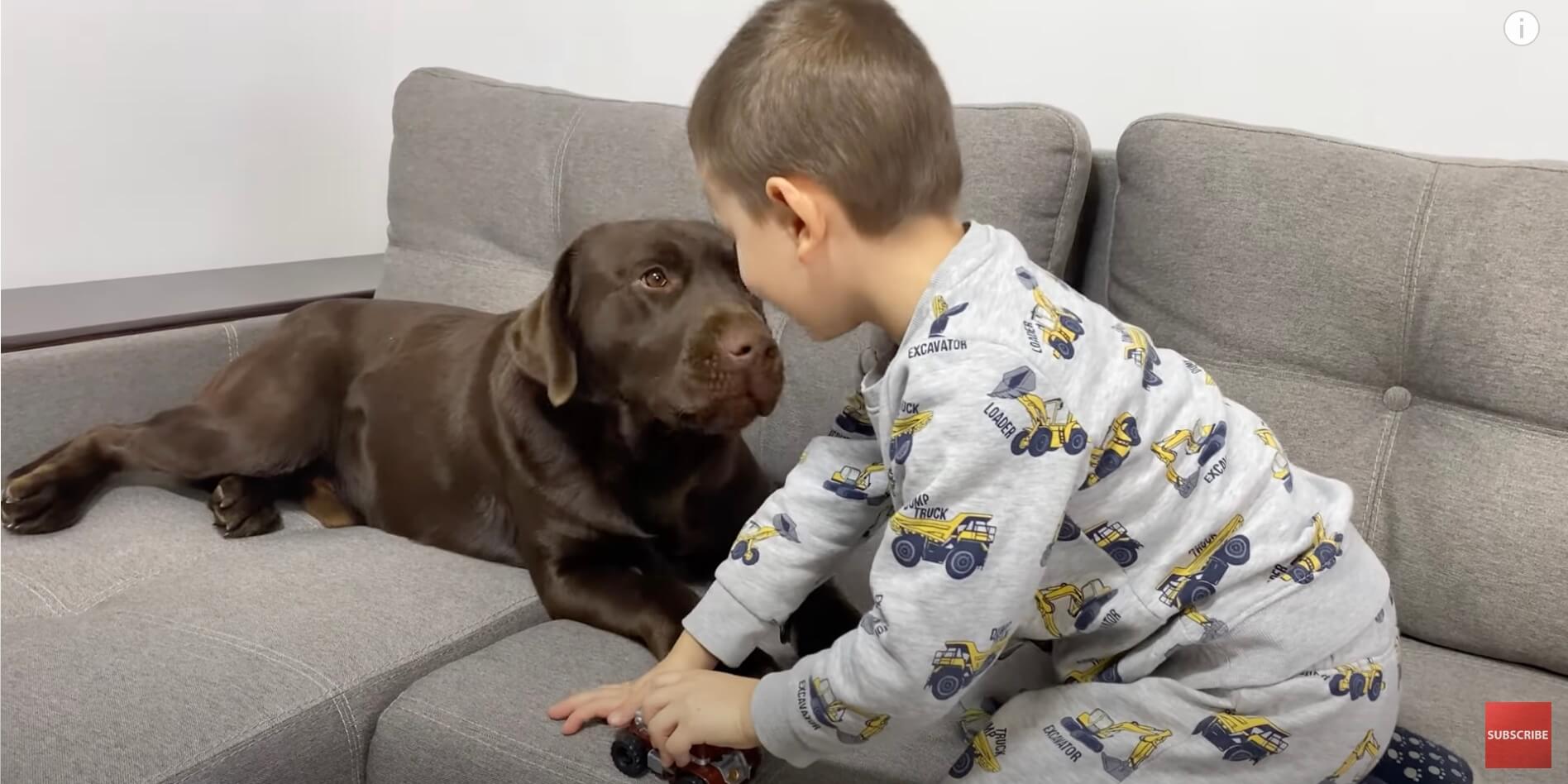 ラブラドールレトリーバー,動画