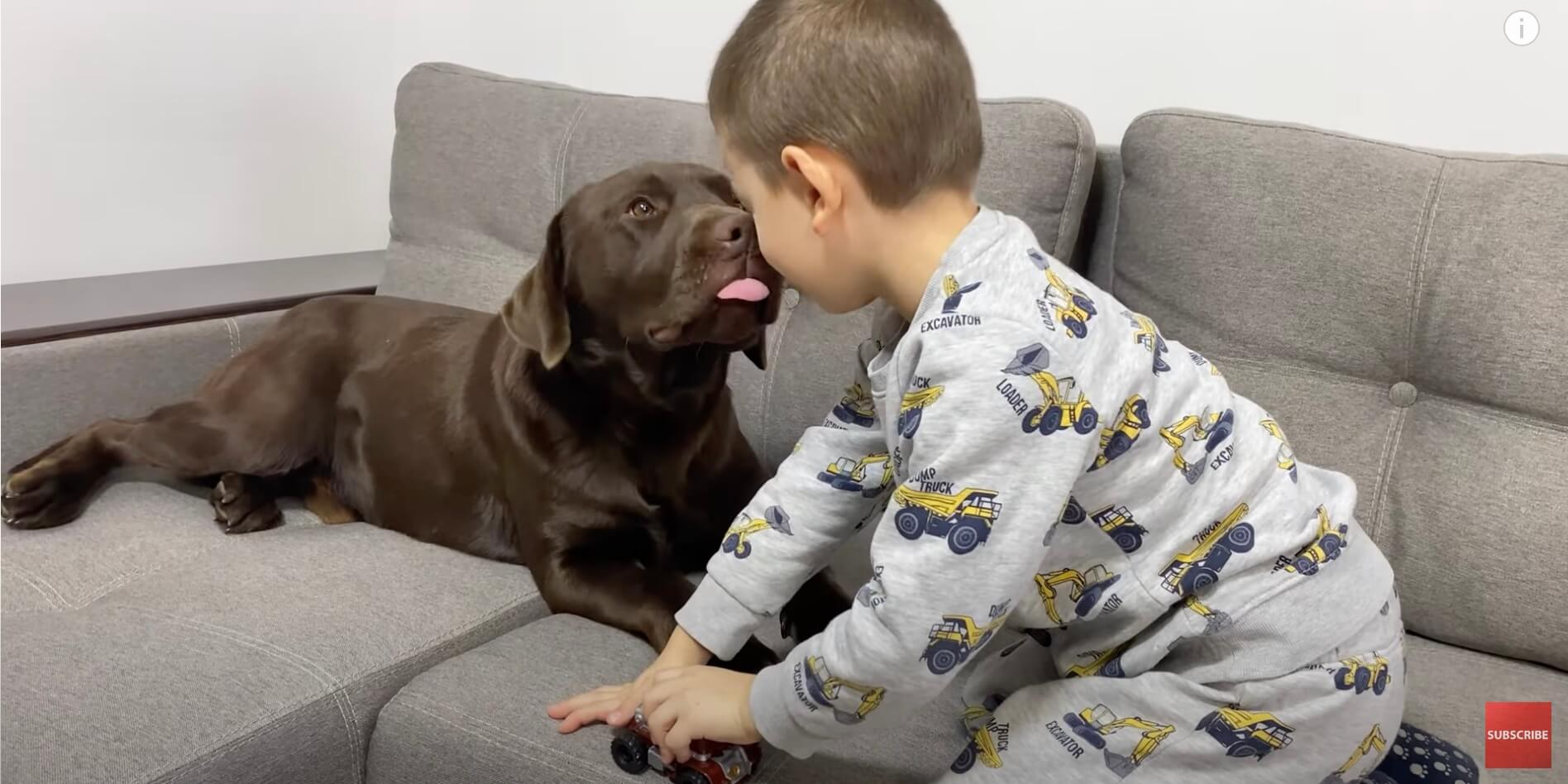 ラブラドールレトリーバー,動画