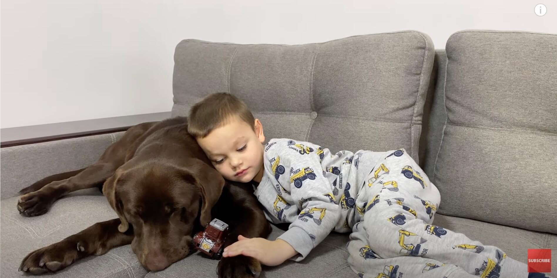 ラブラドールレトリーバー,動画