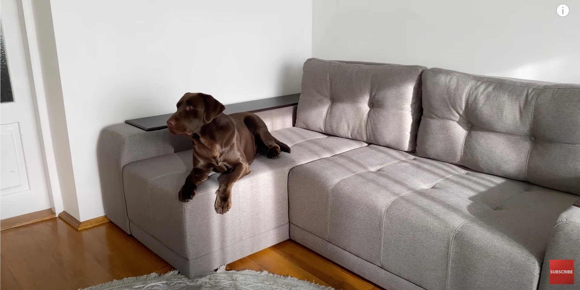 ラブラドールレトリーバー,動画