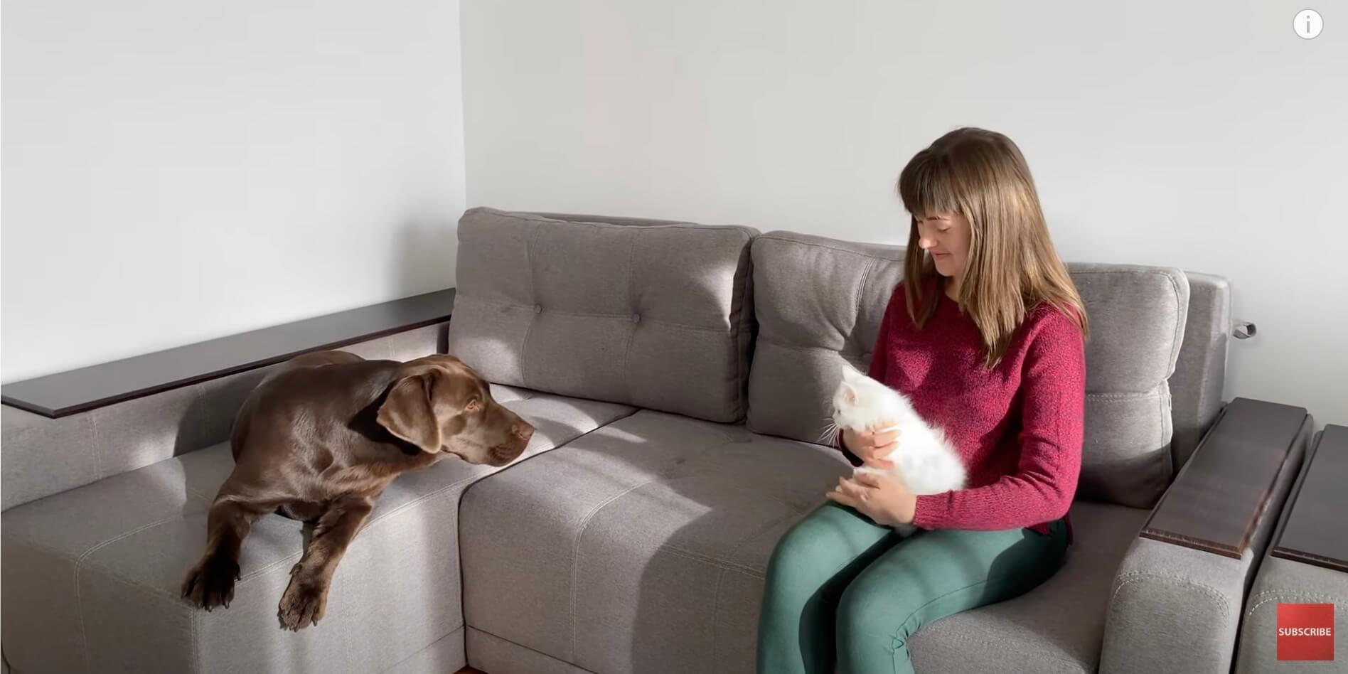 ラブラドールレトリーバー,動画