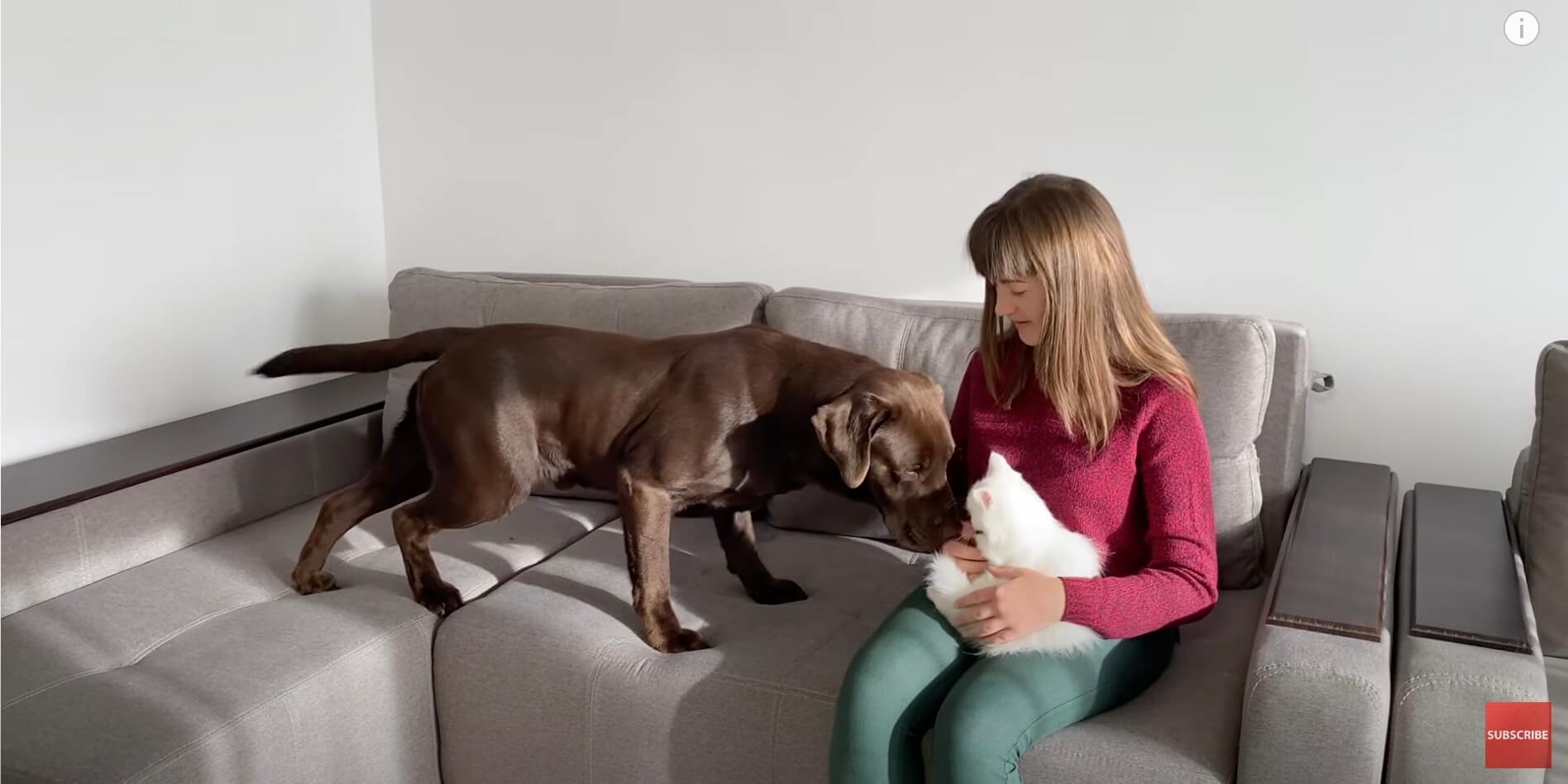 ラブラドールレトリーバー,動画