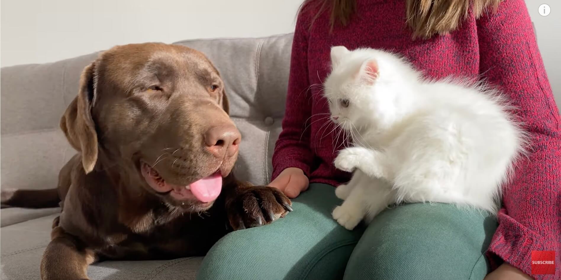 ラブラドールレトリーバー,動画