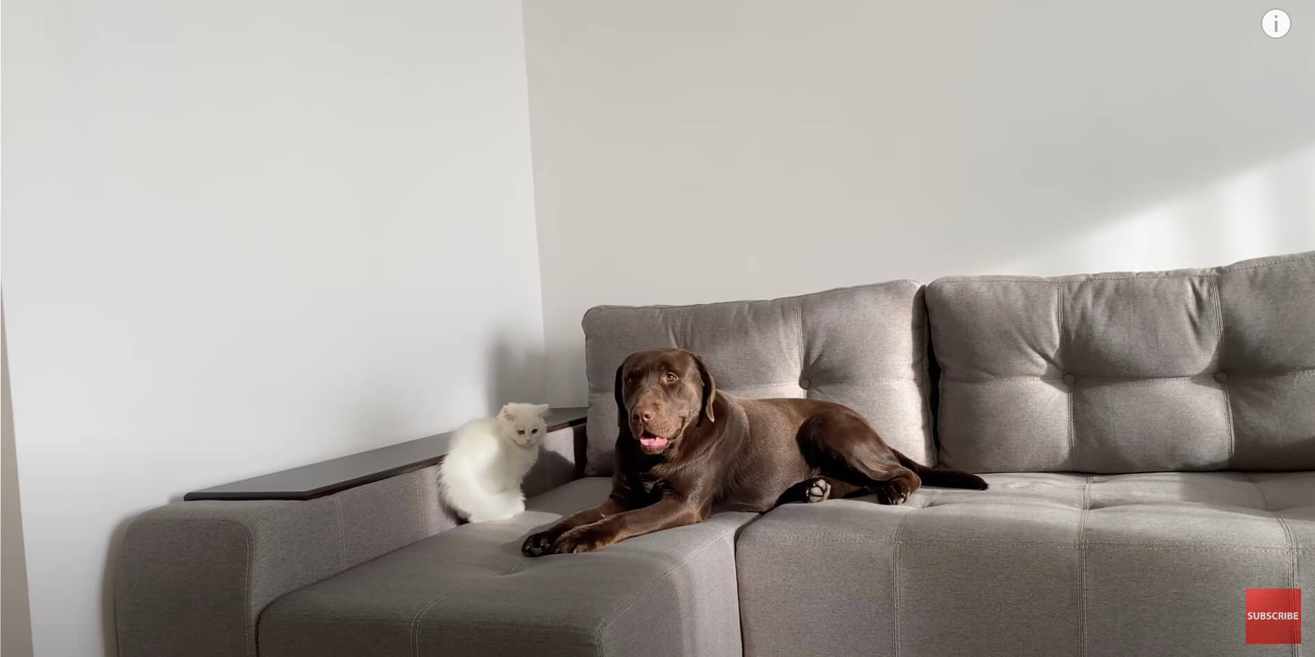 ラブラドールレトリーバー,動画