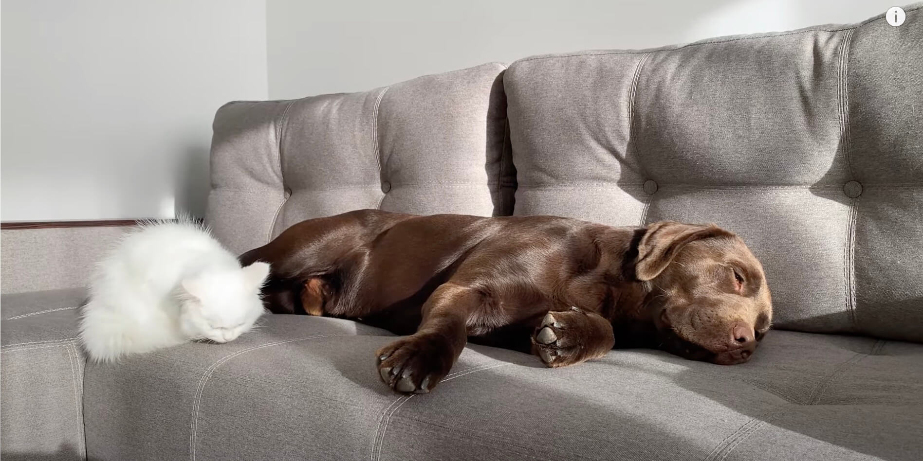 ラブラドールレトリーバー,動画