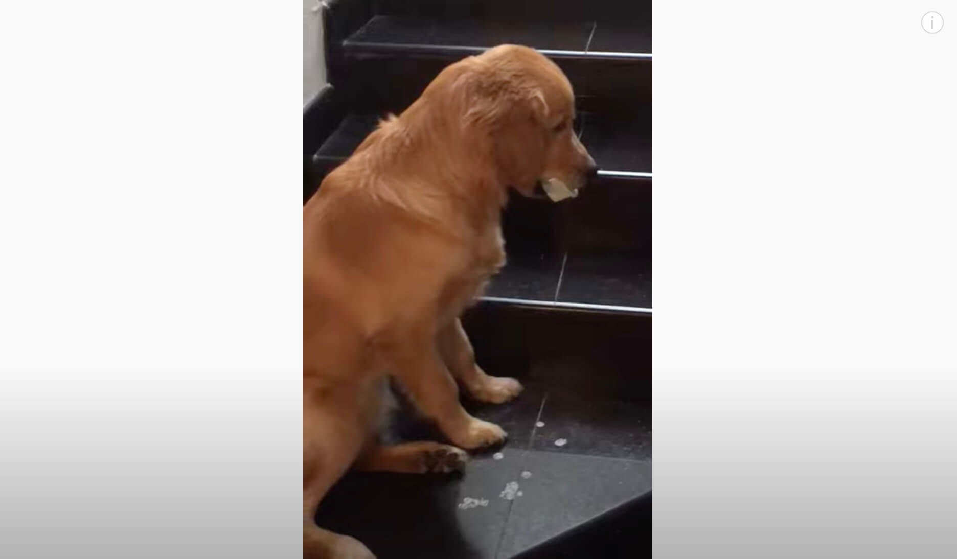 ゴールデンレトリーバー,動画