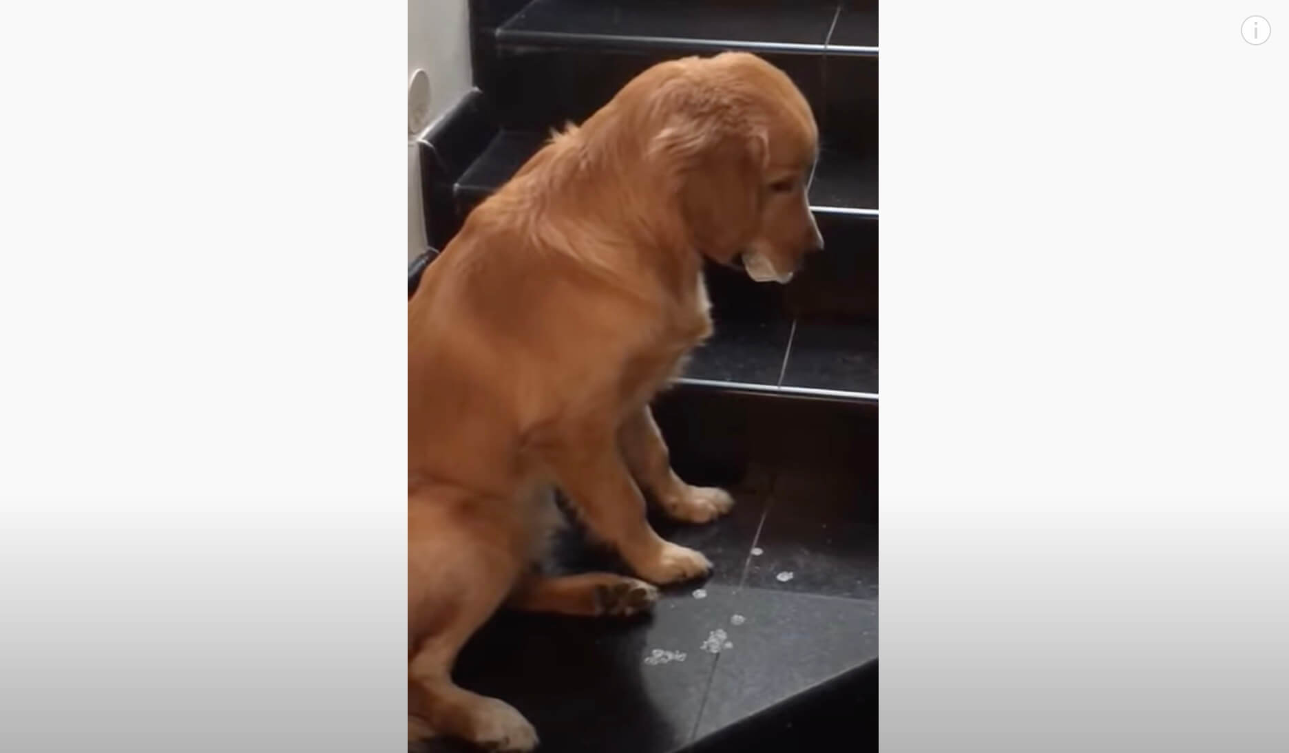 ゴールデンレトリーバー,動画