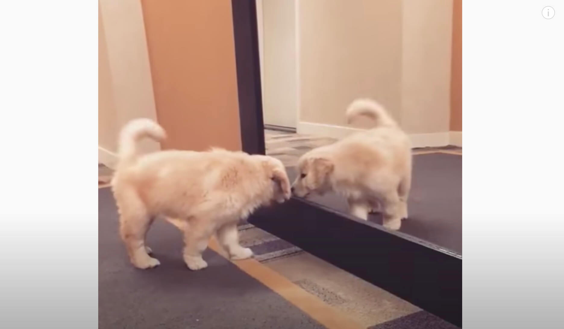 ゴールデンレトリーバー,動画