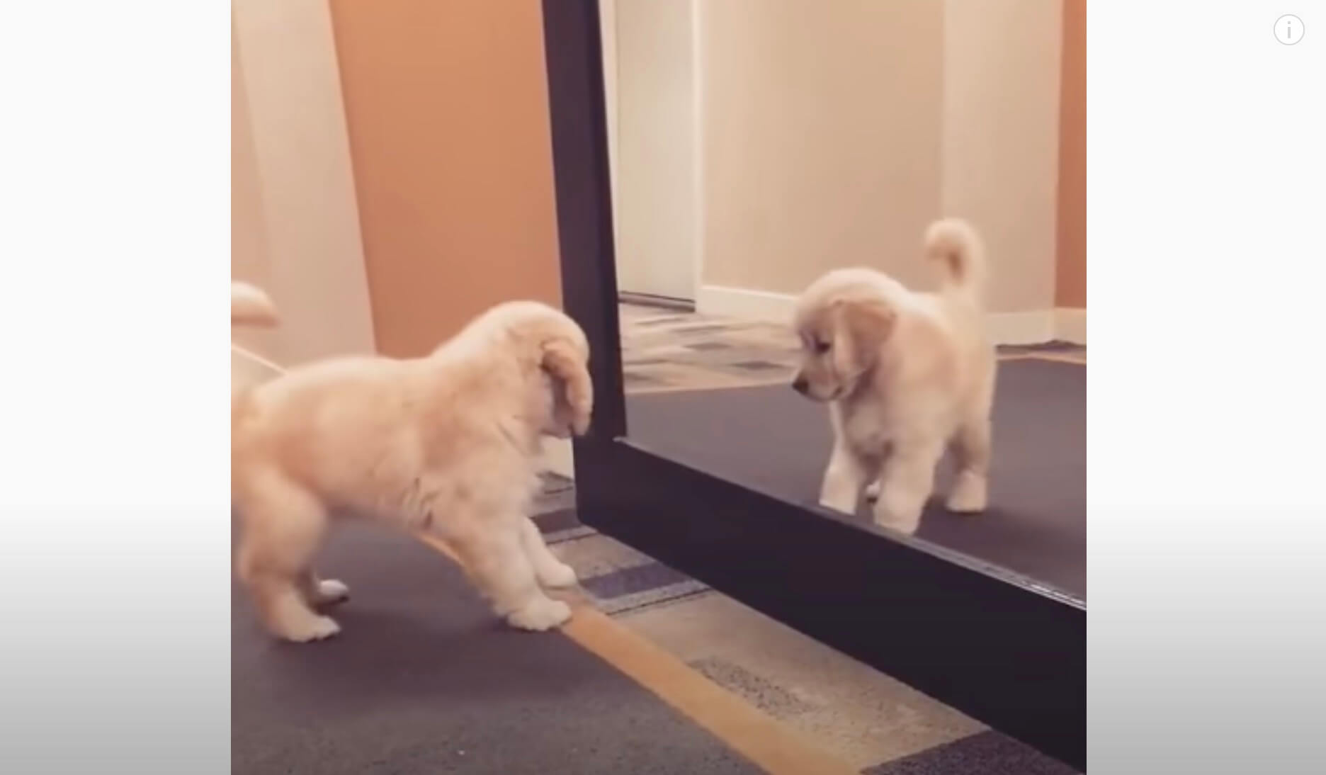 ゴールデンレトリーバー,動画