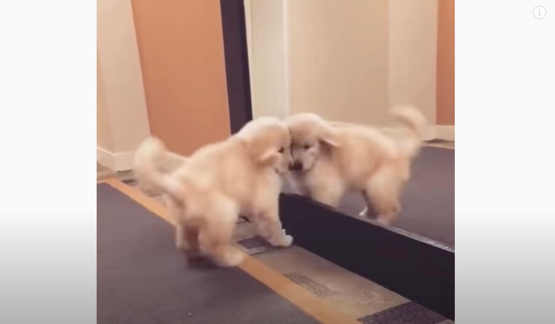 ゴールデンレトリーバー,動画