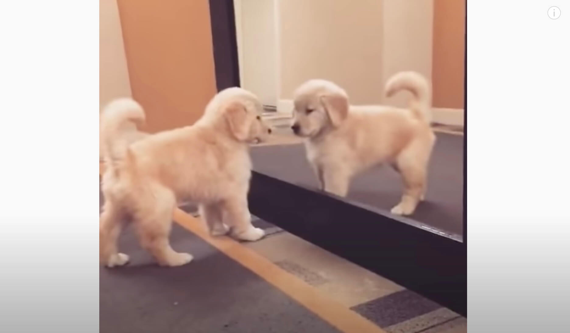 ゴールデンレトリーバー,動画