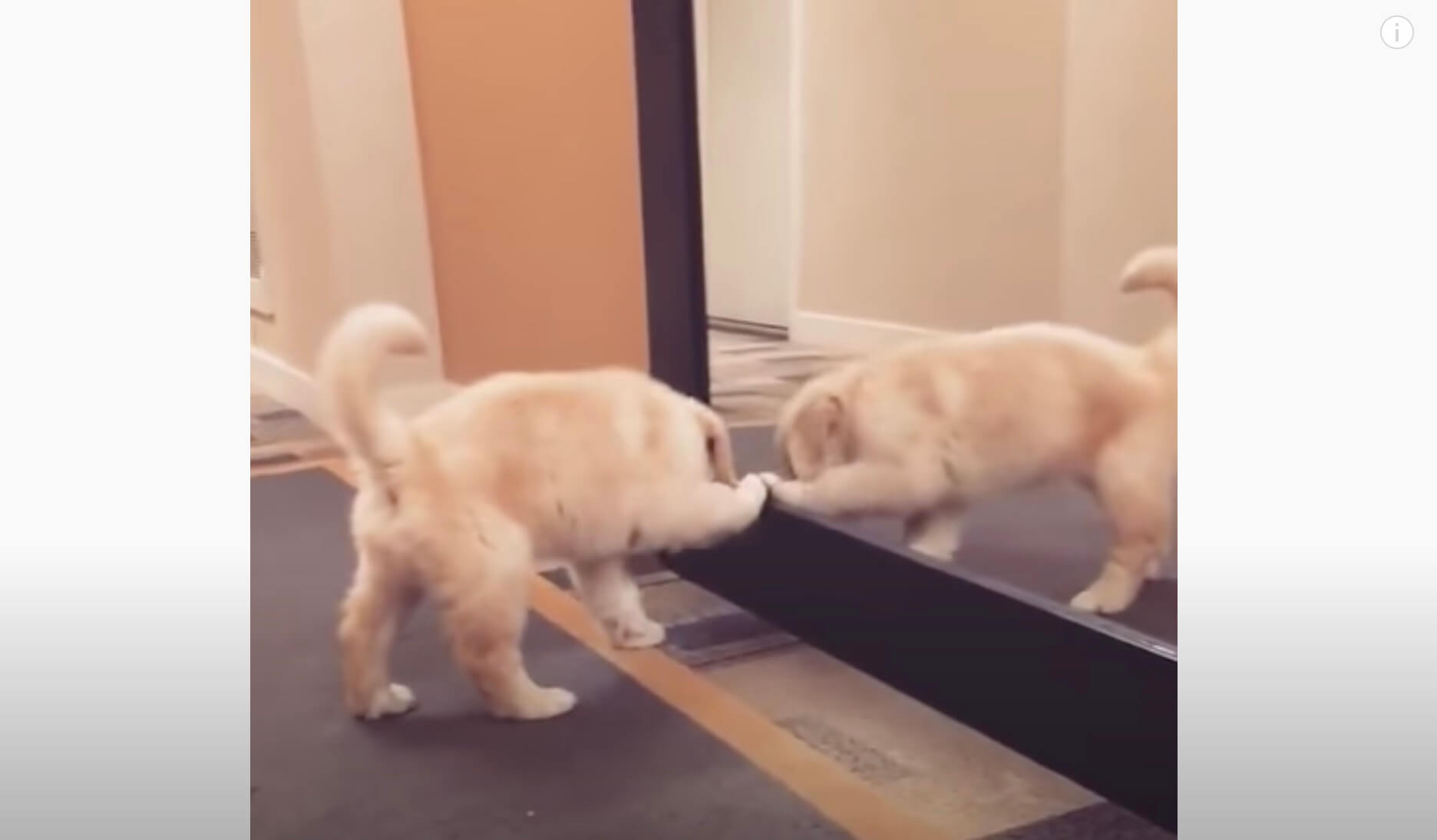 ゴールデンレトリーバー,動画