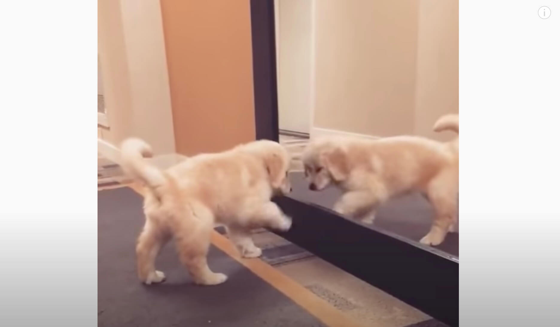 ゴールデンレトリーバー,動画