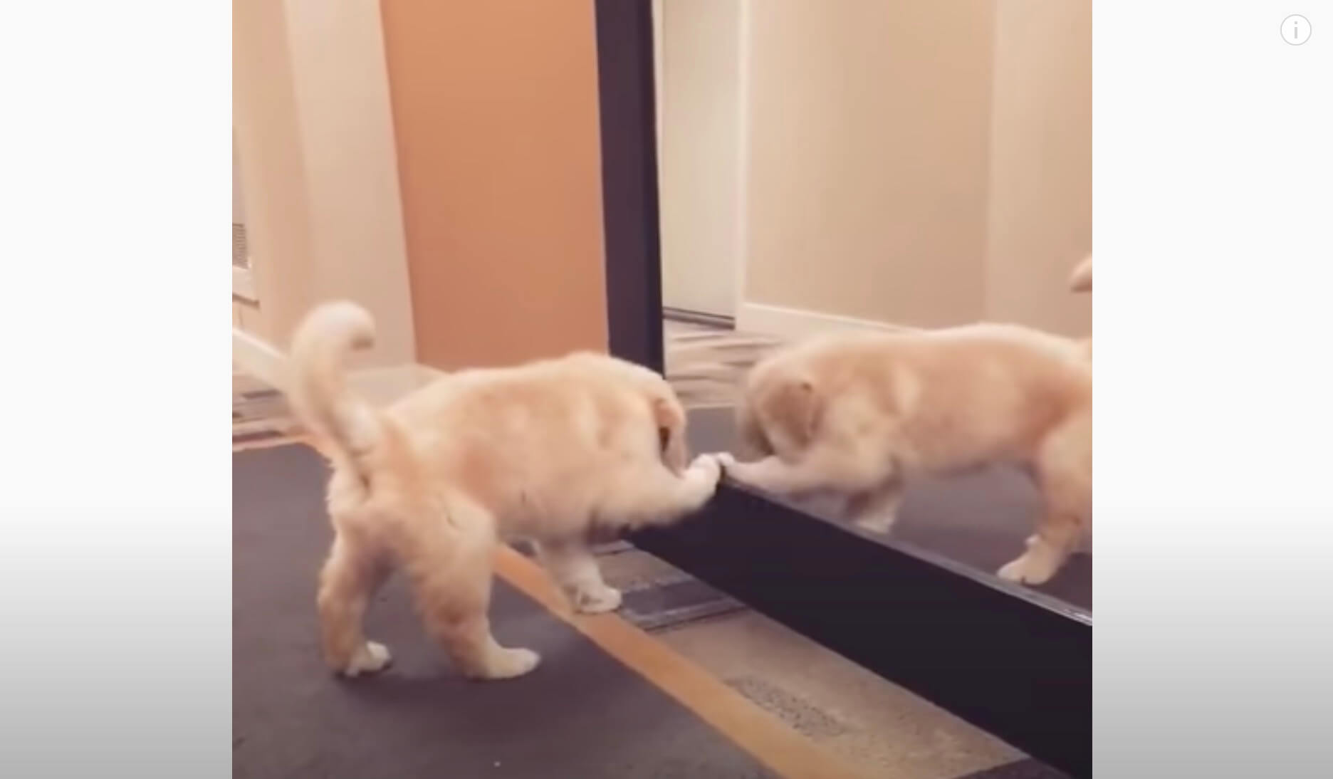 ゴールデンレトリーバー,動画