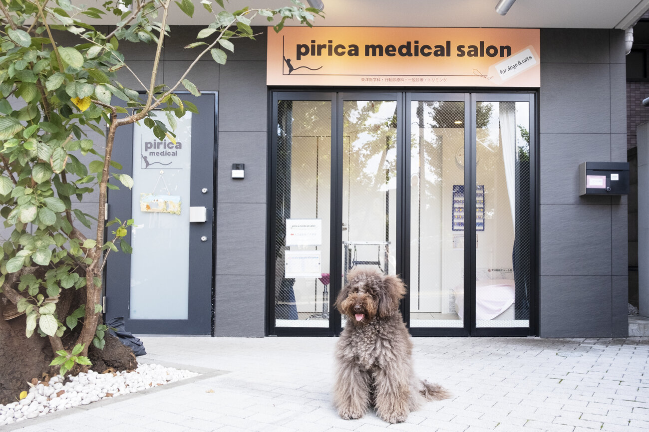 レトリーバー,取材,ピリカメディカルサロン