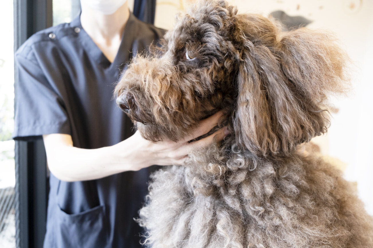 レトリーバー,取材,ピリカメディカルサロン