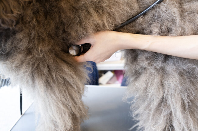 レトリーバー,取材,ピリカメディカルサロン