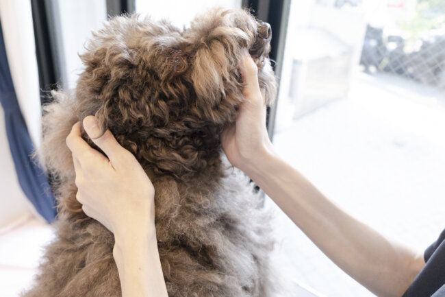 レトリーバー,取材,ピリカメディカルサロン