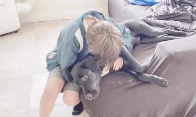 ラブラドールレトリーバー,動画