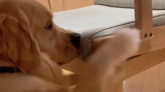 ゴールデンレトリーバー,動画