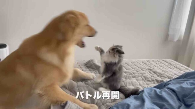 ゴールデンレトリーバー,動画